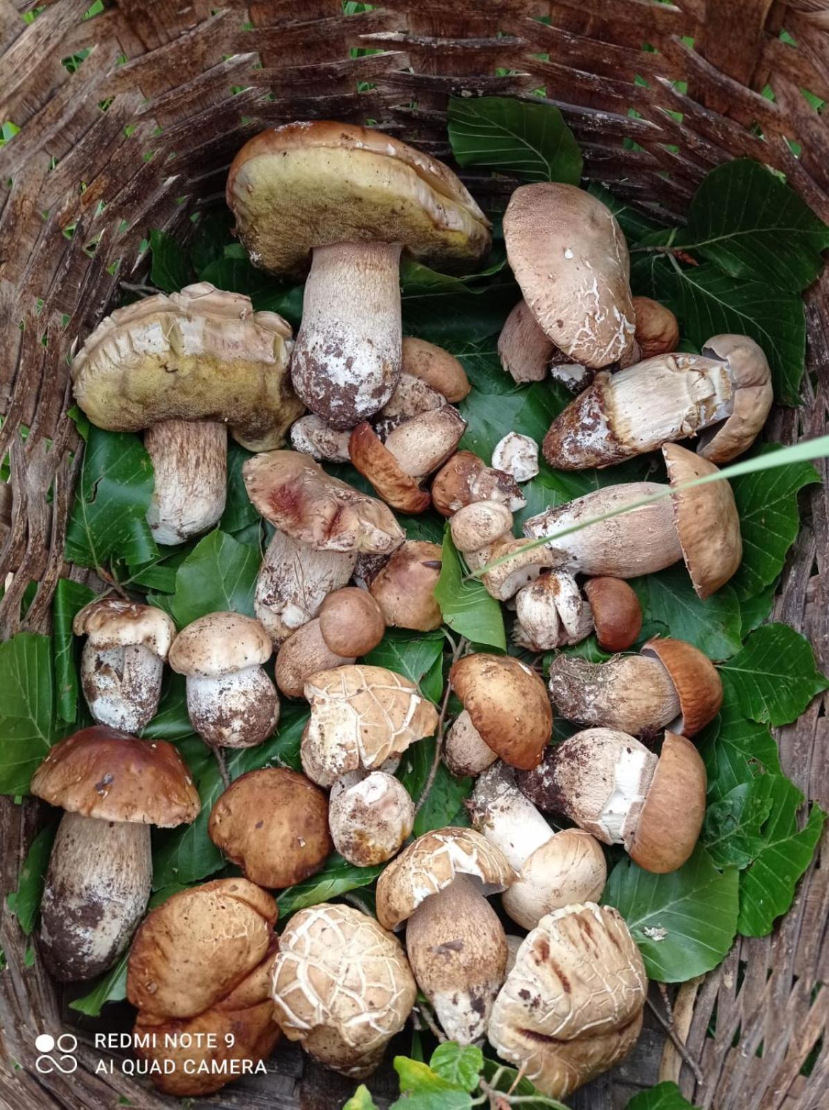 Agriturismo La Locanda Del Parco 莫拉诺卡拉布罗 外观 照片